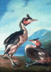 A Pair of Great Crested Grebes by a Riverbank